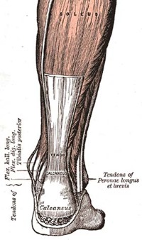 Achilles-tendon